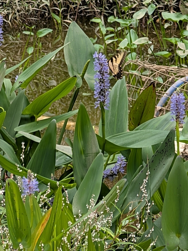 Eastern Tiger Swallowtail