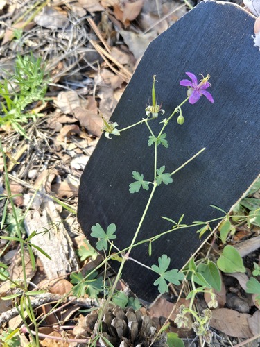 Geranium caespitosum, photograph 2
