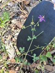 Geranium caespitosum, photograph (c) Jo Roberts, some rights reserved (CC BY)