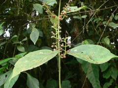 Struthanthus aequatoris