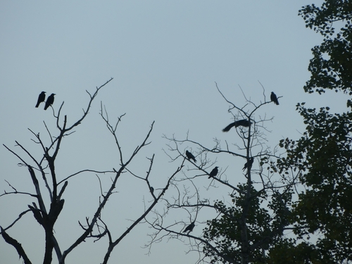 American Crow