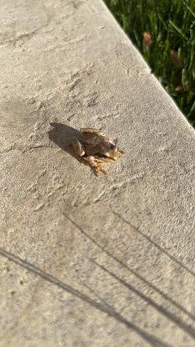 Pacific chorus frog