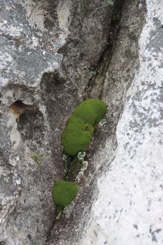 Syrrhopodon observed 2026-09-13