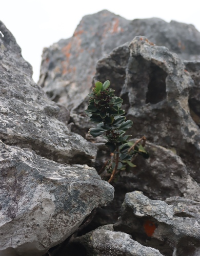 Searsia scytophylla, photograph 1