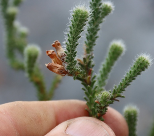 Erica massonii, photograph 1