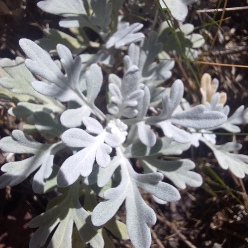 Hoary Mugwort