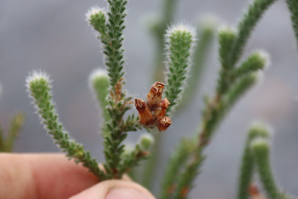 Erica massonii; photograph (c) Tony Rebelo, some rights reserved (CC BY-SA)