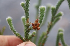 Erica massonii