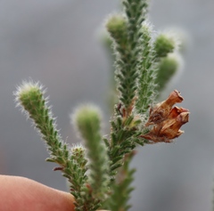(c) Tony Rebelo, some rights reserved (CC BY-SA) Erica massonii, photograph (c) Tony Rebelo, some rights reserved (CC BY-SA)
