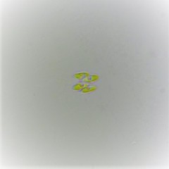 Tetradesmus