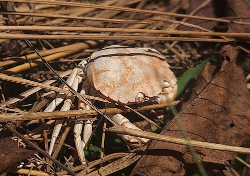 European Green Crab
