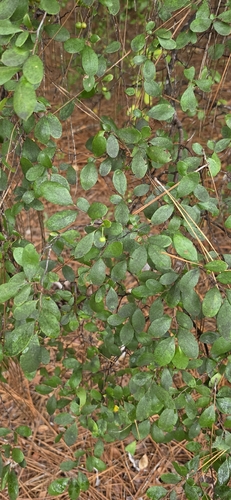 sparkleberry