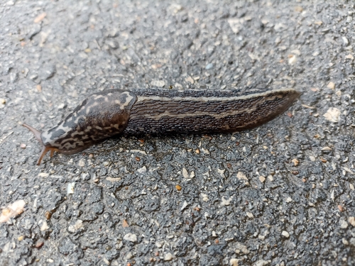 Leopard Slug