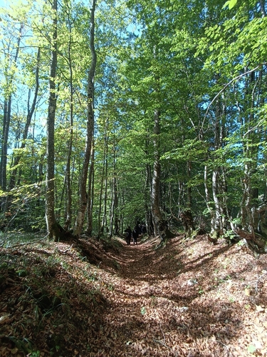 European beech