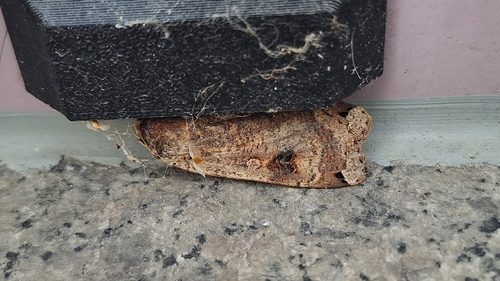 Large Yellow Underwing