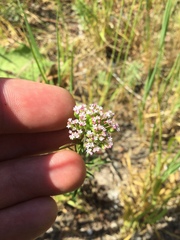 Centranthus calcitrapae