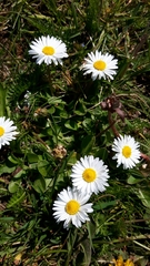 Bellis perennis