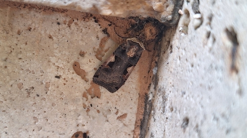 Setaceous Hebrew Character
