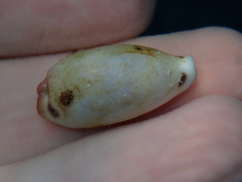 Eclogavena quadrimaculata observed 2026-09-18