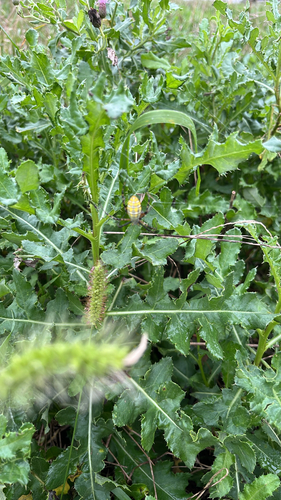 Banded Garden Spider