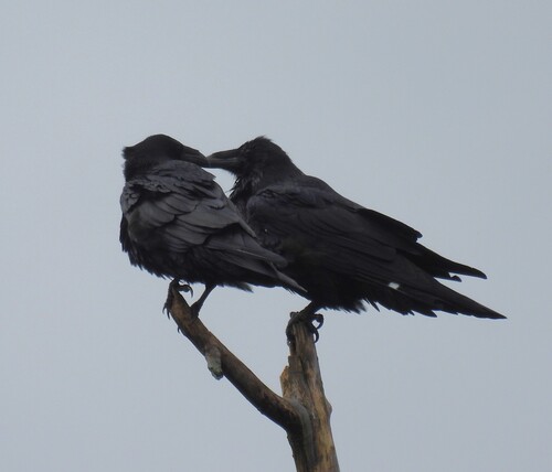 Common Raven