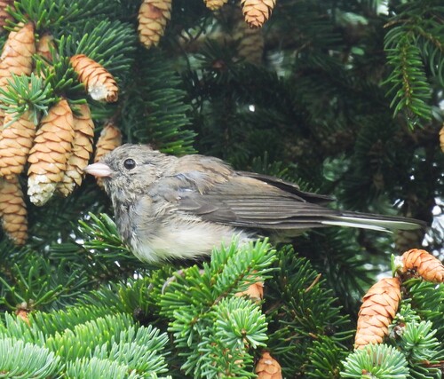 Dark-eyed Junco