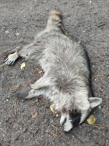 Common Raccoon