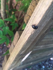 Loboptera canariensis