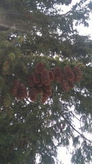 Picea abies
