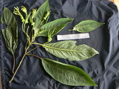 Centropogon nigricans