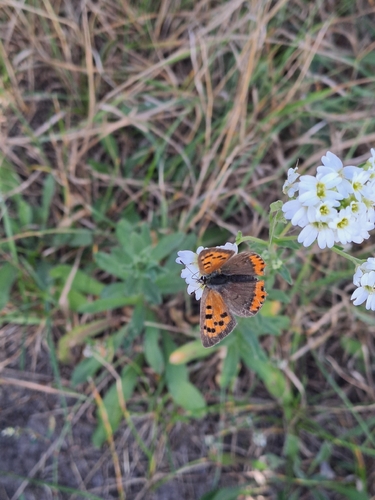 Small Copper