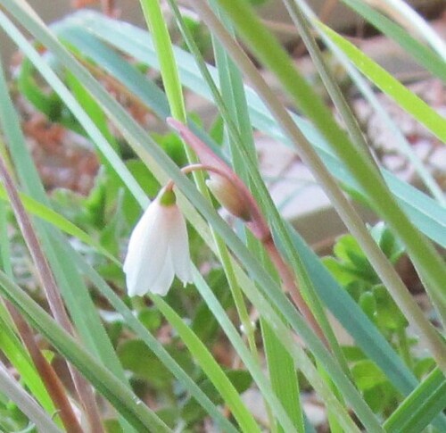 Autumn Snowflake