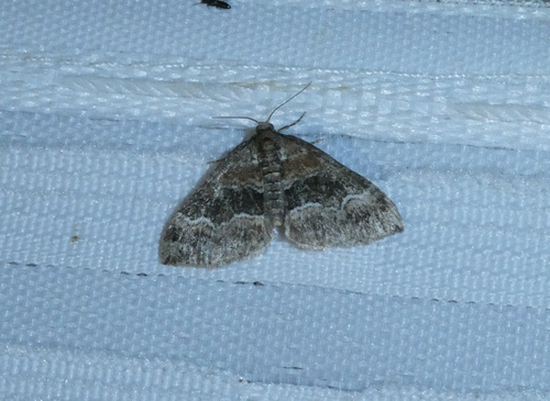 Barred Rivulet