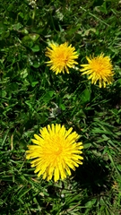 Taraxacum officinale