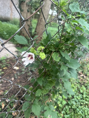 common hibiscus