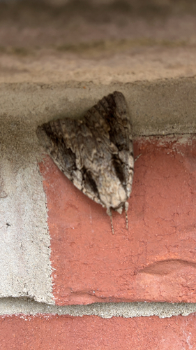 Sweetheart Underwing