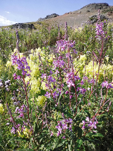 fireweed