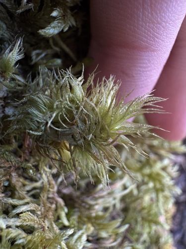 Waxyleaf Moss