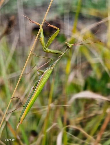 European Mantis