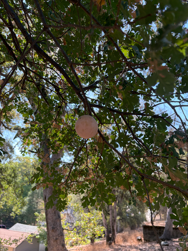 California Gall Wasp