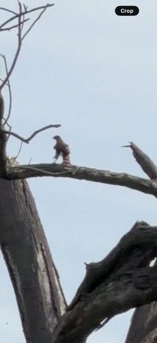 Cooper's Hawk