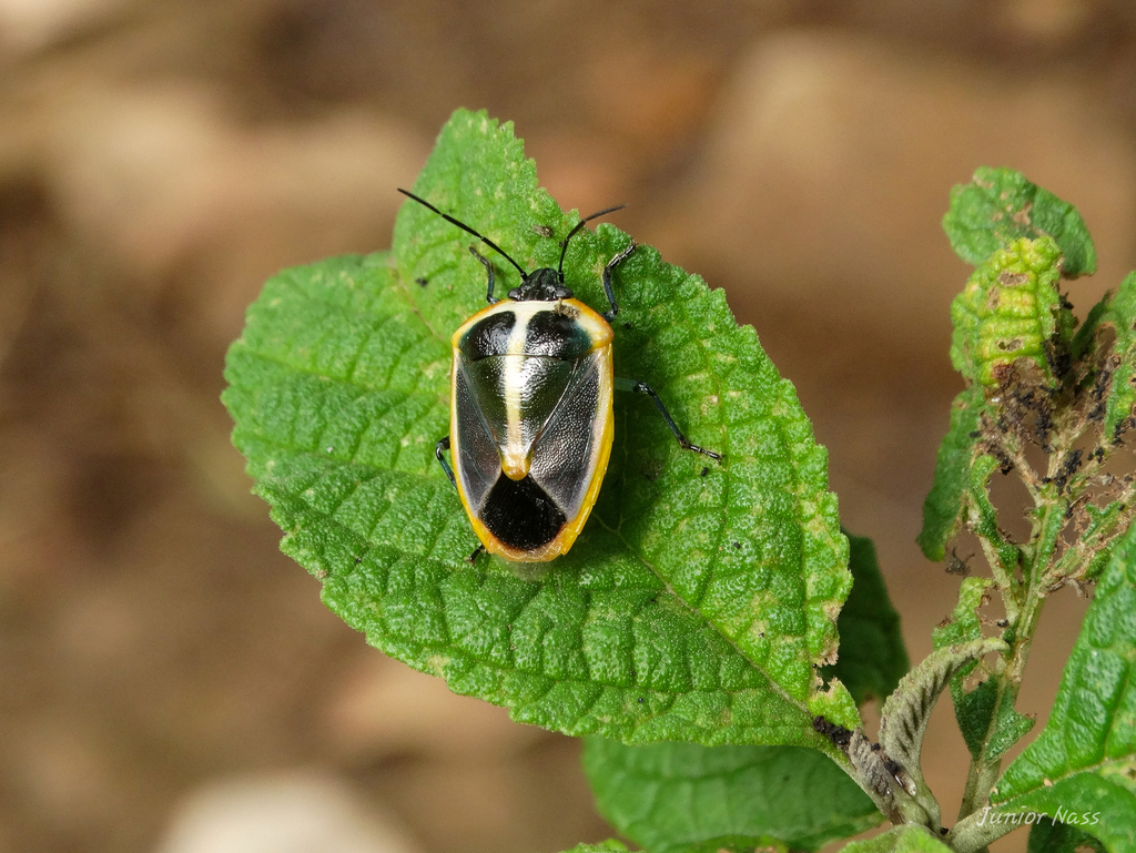 Roferta marginalis