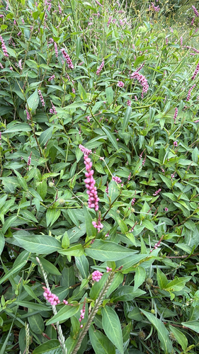 low smartweed