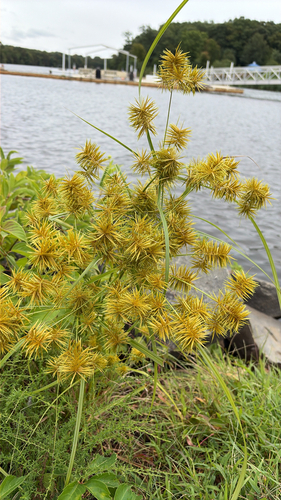 straw-colored flatsedge