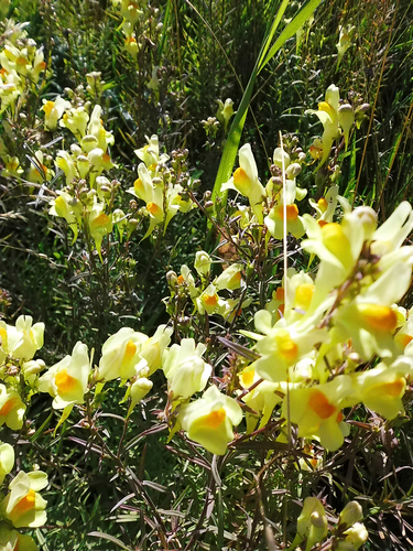 common toadflax
