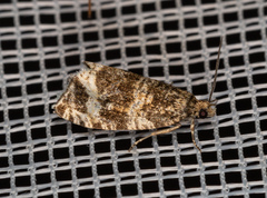 Olethreutes umbrosana