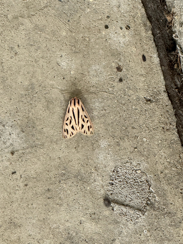 Arge Moth