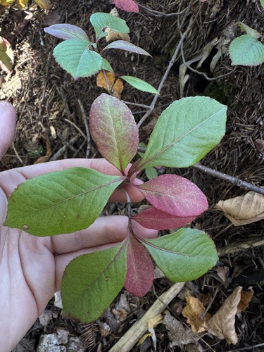 northern wild raisin