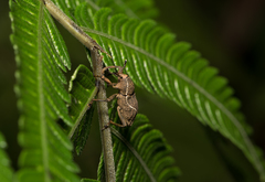 Cryptoderma formosense