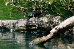 Trachemys scripta